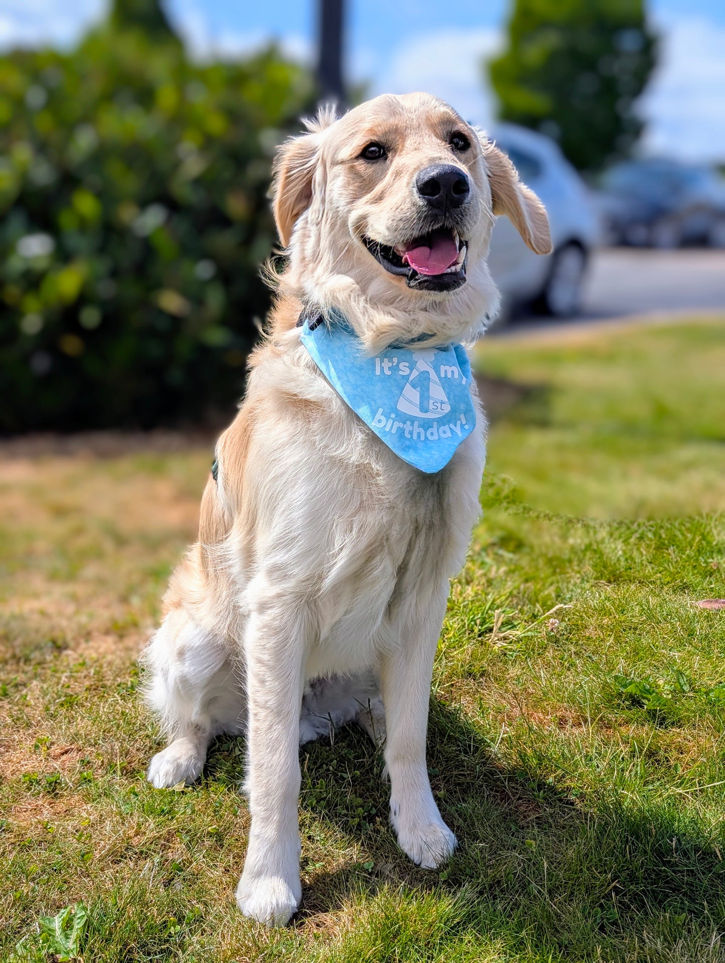 Personalised Over Collar Dog Birthday Bandana