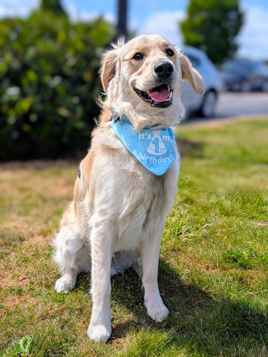Personalised Over Collar Dog Birthday Bandana